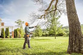Best Stump Grinding and Removal  in Pecan Acres, TX