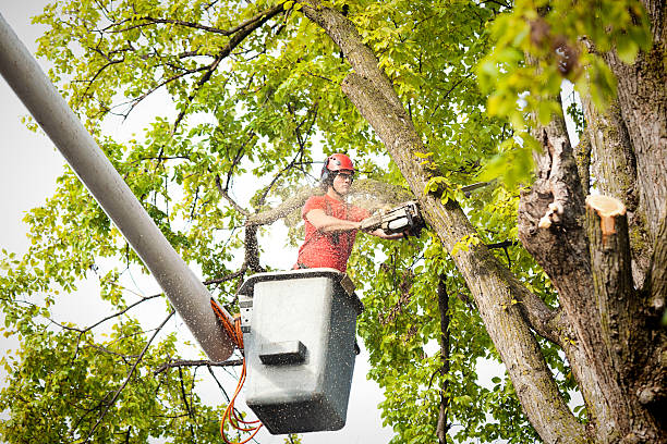 Best Tree Preservation Services  in Pecan Acres, TX