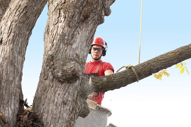 Trusted Pecan Acres, TX Tree Care Experts